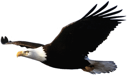 eagle